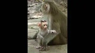 07-11-25 Monkey Discovery 010 #newborn #babymonkey #Joyce #monkeylife #abandoned #wildife #Jacee