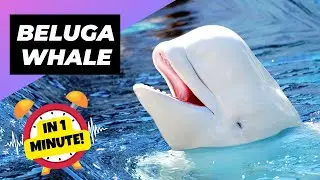 Beluga Whale 🐳 One Of The Most Beautiful Sea Creatures | 1 Minute Animals