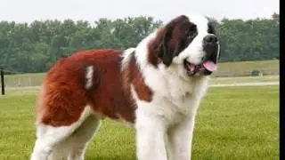 Las 7 Mejores Razas de Perros Molosos