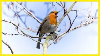 The Charming European Robin: Chirping Beauty in the Wild #birds #birdlovers #birdsong #birdsounds