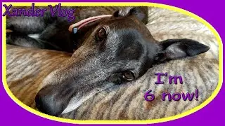 A Greyhound birthday 🎉 | Xander's 6th whelp day! | Life with a retired racing Greyhound