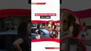 &iexcl;Cuidado! Dejar a tu perro en el auto podr&iacute;a costarte hasta 200 mil pesos 🚨