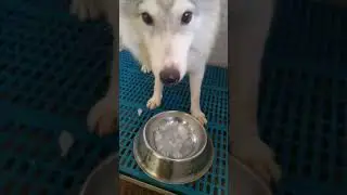 Husky love ice | beat the heat
