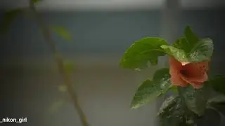 shot on nikon&bull; nikongirl &bull; Rainy days | short video