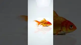 #1 Best Fish Hunt for Bored Cats!