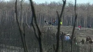 Hundreds of volunteers plant trees to replace Portugal's burned forests