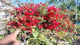 Vô phân cho hoa giấy giúp lên thêm hoa lấy thêm nụ để hoa nhiều 