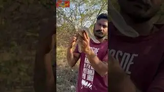 मीट में रहना पसन्द है इस सांप को common send Boa Snake #trendingshorts #youtubeshorts #viralshort