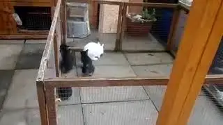 rescued family of bunnies