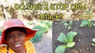SHEDWARS21:  Grow Chinese Cabbage Companion planting STOP Pest damage (Diamondback Moth) + Aphids