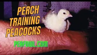 Perch Training Peacocks, Peacock Minute, peafowl.com