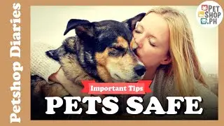 Keeping your pets safe during disaster | Petshop.PH