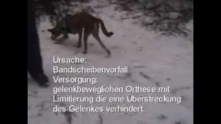 Hyperextension am Tarsalgelenk - Pfaff Tierorthop&auml;dietechnik &reg;-1.flv