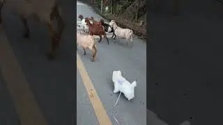Sheepdog: Bro, don't roll, this is my job. #cute #funnyvideos #funniestvideo #funnycute #funnyreel
