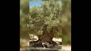 The olive tree of Vouves, on Crete/ancient olive tree/2,900 years old tree #viral #history #trending