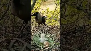 Crow attack baby birds #birds #crow#attack #birdifarm
