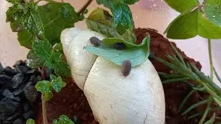 ⊹ .° 🌱 fazendo um terrário para tatuzinhos de jardim ! ♡