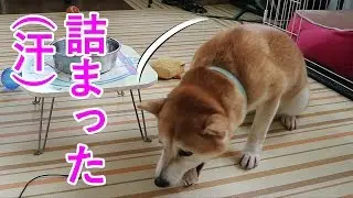 柴犬小春　【注意】待てずに食べたら詰まらせた！Impatient Koharu gets food stuck in her throat