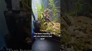 Oh no! #makethisgoviral #animalking183 #winter #animalking #funny #cute #shorts #fypシ゚ #fupシ #shrimp