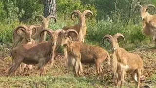 Barbary Sheep Medal Trophy🥇 shot in strange circunstances !