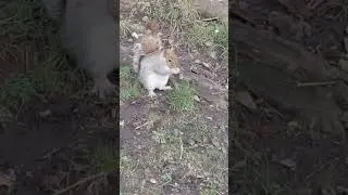 Beautiful squirrel eating  walnut #animals #wildlife