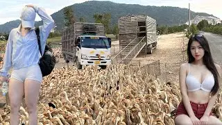 Over 10,000 ducks roam freely in the fields, their movements creating a winding, S-shaped landscape.