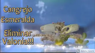 Como eliminar alga Valonia, Cangrejo Esmeralda