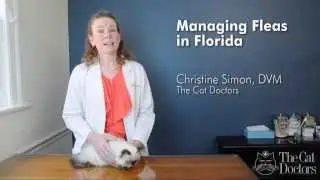 Ask A Vet - What Can I Do To Manage Fleas in Florida?