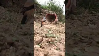 🐦&zwj;⬛️🐦&zwj;⬛️🐦Easy build underground quail bird trap using paper hole #trapping #trap #birds #birdtrap