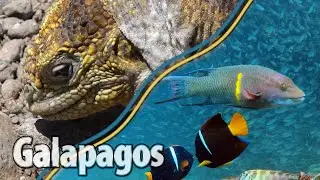 Best of Galapagos: Discover magic moments in Santa Cruz & Isabela║Hiking,  Diving ║cinematic travel