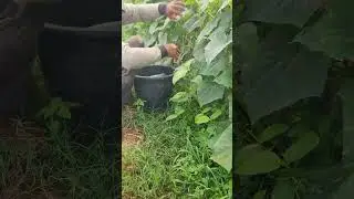 traditional farming with decent cucumber yields from extra care #shorts