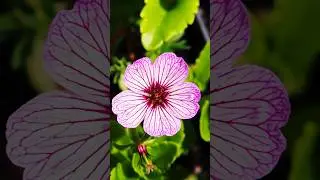 Discover the Beautiful Cranesbill Geranium #shorts #cranesbill #flowers @Plants-World