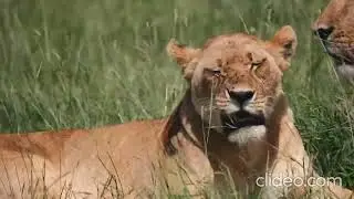 You won&rsquo;t believe what happened on our Kenya safari in the Masai Mara