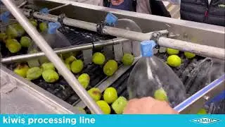 OMIP SRL - Kiwi Processing Line