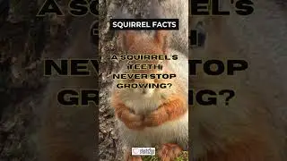 🐿What's the most interesting thing you've seen a squirrel gnawing on? #squirrels #teeth #wildlife