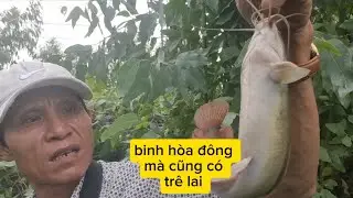 C&acirc;u c&aacute;,gặp trời mưa dầm(Video 85)3ruong fishing