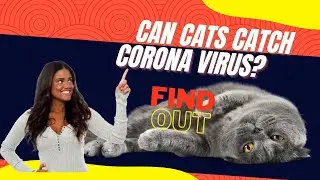 Can Cats Catch Covid, Coronavirus,Covid-19 ? Find Out In This Video?
