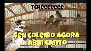 30 min de canto CHUVA  pra sua mexida SUBMISSÃO.  Enlouqueça os COLEIROS. vão ficar LOUCOS.