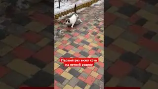 Первый раз вижу кота на летней резине, все живы и здоровы #юмор