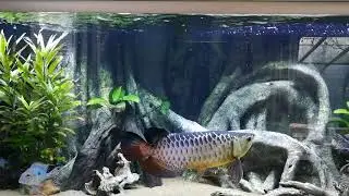 Arowana blue base crossback feeding 4