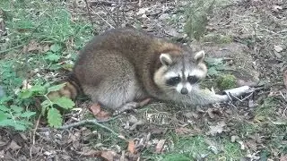 Early Season Raccoon Trapping with Dog Proof Coon Traps