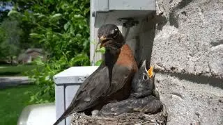 美洲知更鸟 | 就快飞走了 | American Robin Nestlings