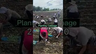 Transplanting Cabbage Seedlings #satisfying #short
