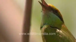Green Bee-Eaters observing nature | stunning bird footage