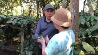 Dr. Schwarz | Rare Coffee Hybrid