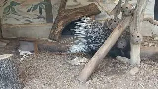 Indian Crested Porcupine Enrichment