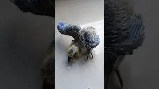 Cute bird #videos #birds #live #emotional #status