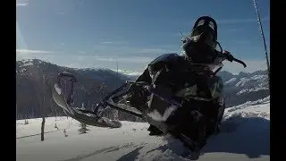 ALPHA ONE IN THE TREES