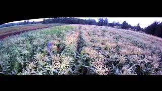 Aerial Fields: Rondriso Farms, Surrey, BC Canada
