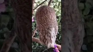 Owl turns his head around 180&deg; degrees |funny|don't disturbe|shorts|